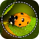 Insect identifier App by Photo, Camera 2021 Laai af op Windows