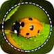 Insect identifier App by Photo, Camera 2021 Scarica su Windows