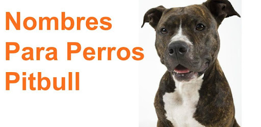 Nombres para perros pitbull