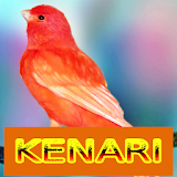 Master Kicau Kenari icon