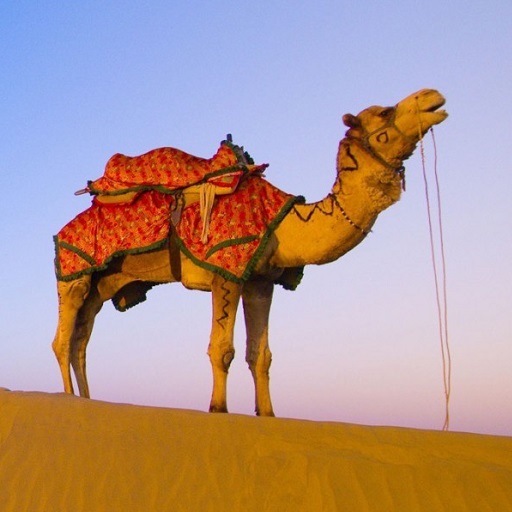 Camel Wallpapers