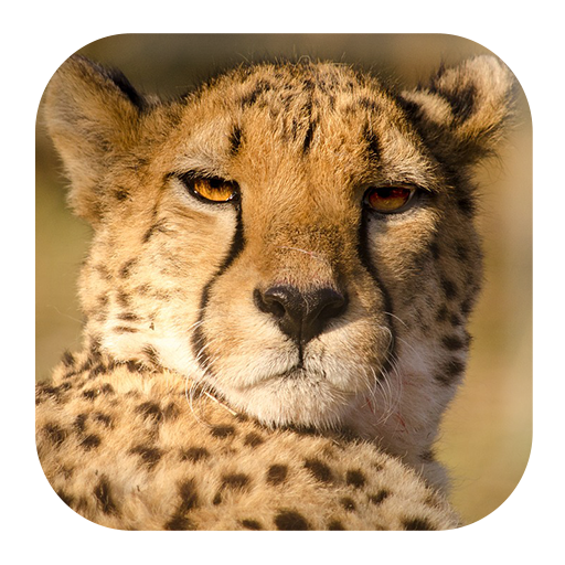 Cheetah Sounds logo