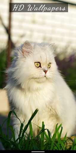 Android application Cat & Cute Kittens Wallpaper screenshort