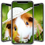 Cover Image of Unduh Wallpaper Hamster  APK