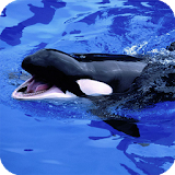 Orca Pack 2 Live Wallpaper icon