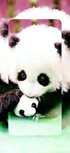cute panda wallpapers