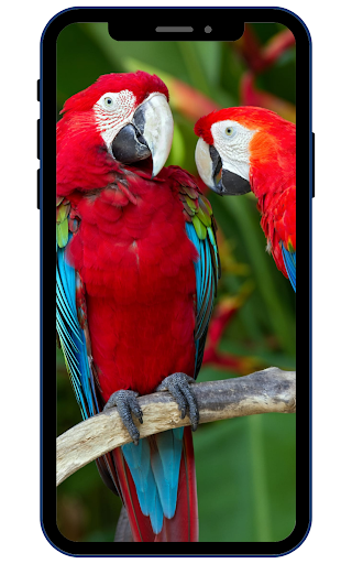 Parrot Wallpapers