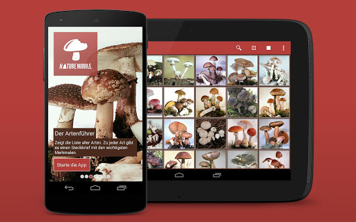 Pilze sammeln  bestimmen PRO