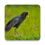 Top 33 Music & Audio Apps Like Watercock Bird Sound Collections ~ Sclip.app - Best Alternatives