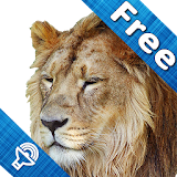 Kids Zoo, animal sounds & pictures, games for kids icon
