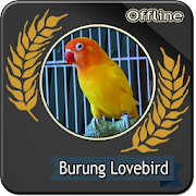 Suara Burung Lovebird Betina Offline