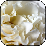 White roses wallpapers icon