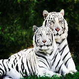 3D White Tiger icon