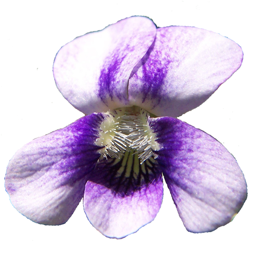 Wisconsin Wildflowers logo