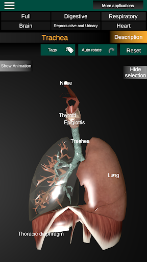 Internal Organs in 3D Anatomy