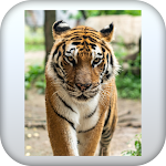 Cover Image of Download Tiger Wallpapers  APK