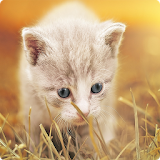 beautiful Cats Wallpapers icon