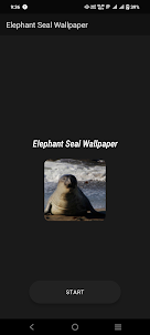 Elephant Seal Wallpaper