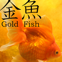 Gold Fish 3D free LWP