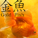 金魚 Gold Fish 3D free ライブ壁紙