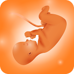 Cover Image of डाउनलोड गर्भावस्था कैलकुलेटर, कैलेंडर  APK