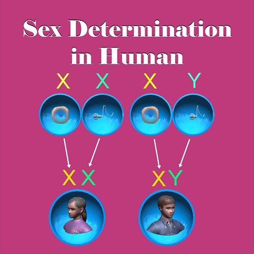 Sex Determination in Human logo