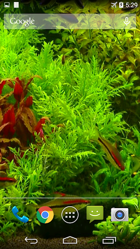 Real Aquarium Wallpaper Screen 3