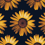 Cover Image of Unduh Sunflower Wallpapers 4K 1.0 APK