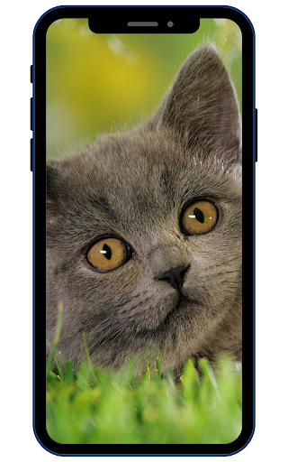 Android application Cat Wallpapers screenshort