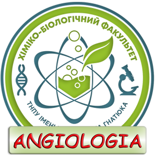 Human Anatomy. Angiology logo