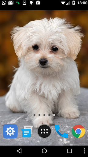 Android application maltese dog wallpaper screenshort