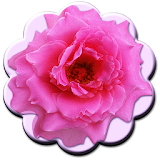 Pink Flowers LWP icon