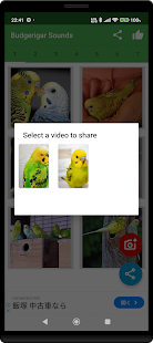 Budgerigar Camera for Parakeet スクリーンショット