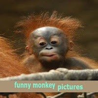funny monkey pictures
