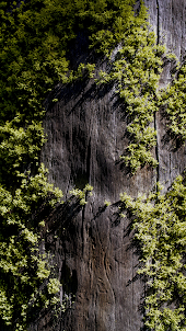 Moss Wallpaper HD