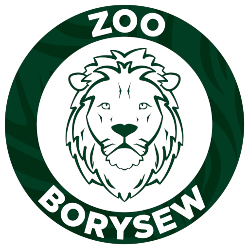 ZOO Borysew Download on Windows