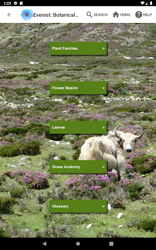 Screenshot of Wildflowers of Mount Everest