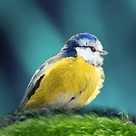 Cover Image of Tải xuống Birds of Britain and Europe  APK