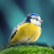 Oiseaux en poche - Androidアプリ