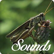Cricket Insect Sounds and Ringtone Audio