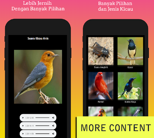 Kicau Burung Gacor Isian