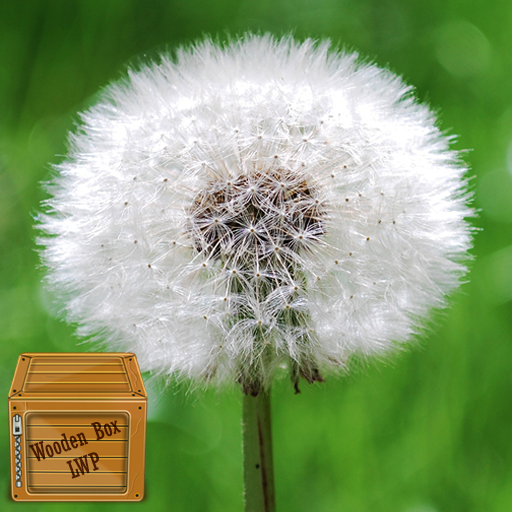 dandelion wallpaper logo
