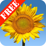 Sunflowers Free Live Wallaper icon