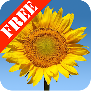Sunflowers Free Live Wallaper