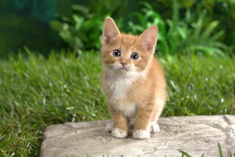 Android application Cats Jigsaw Puzzles screenshort