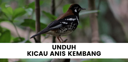 Kiacu Anis Kembang