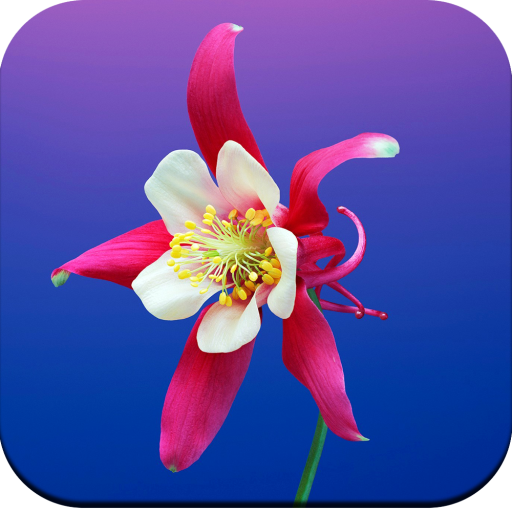 Flowers Wallpaper 4K - Apps on Google Play