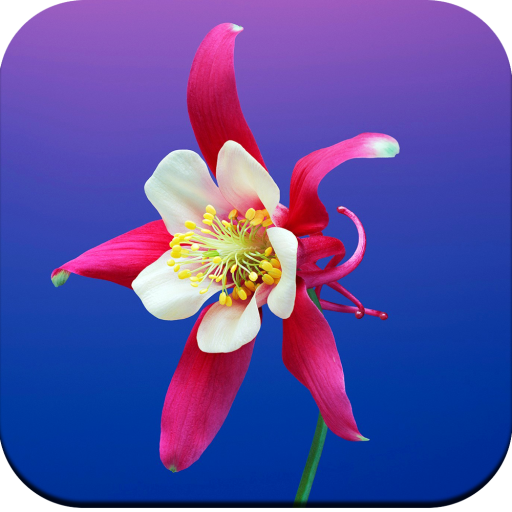 Flowers Wallpaper 4K logo