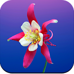 Cover Image of Download Flowers Wallpaper 4K  APK