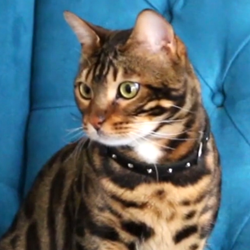 bengal cat wallpapers logo